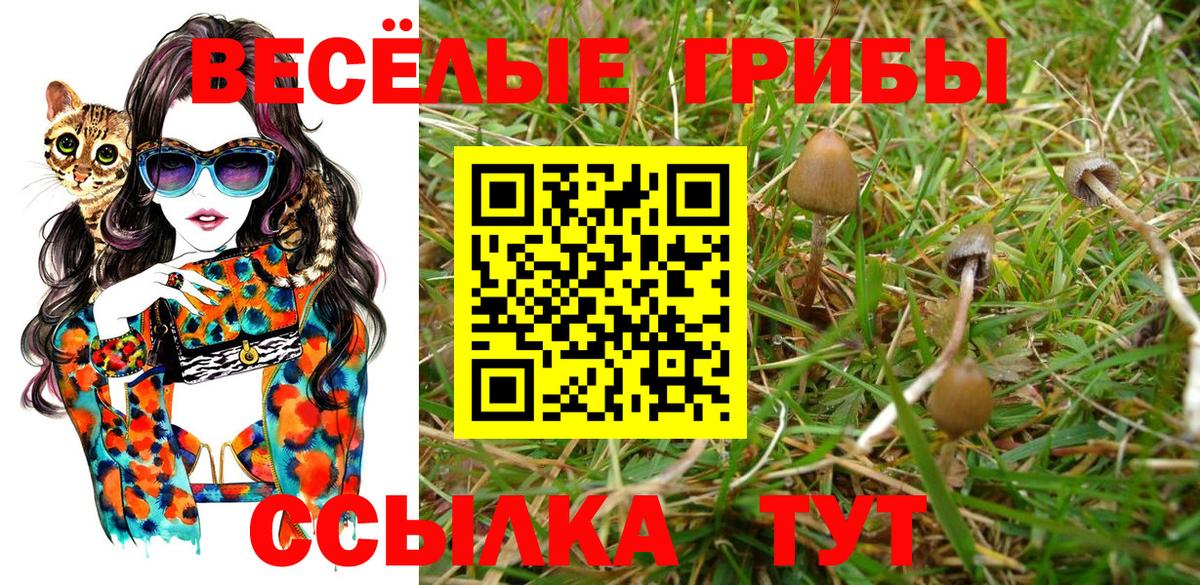 Псилоцибиновые грибы Psilocybe Орёл